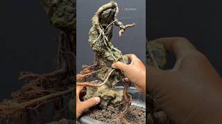 Like Magic, Making Bonsai on Rocks