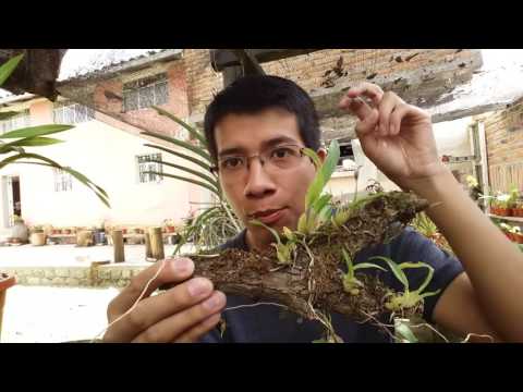 Video: Cómo cultivar maracuyá (con imágenes)