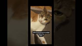 Sen Ağanı Sevmisen I