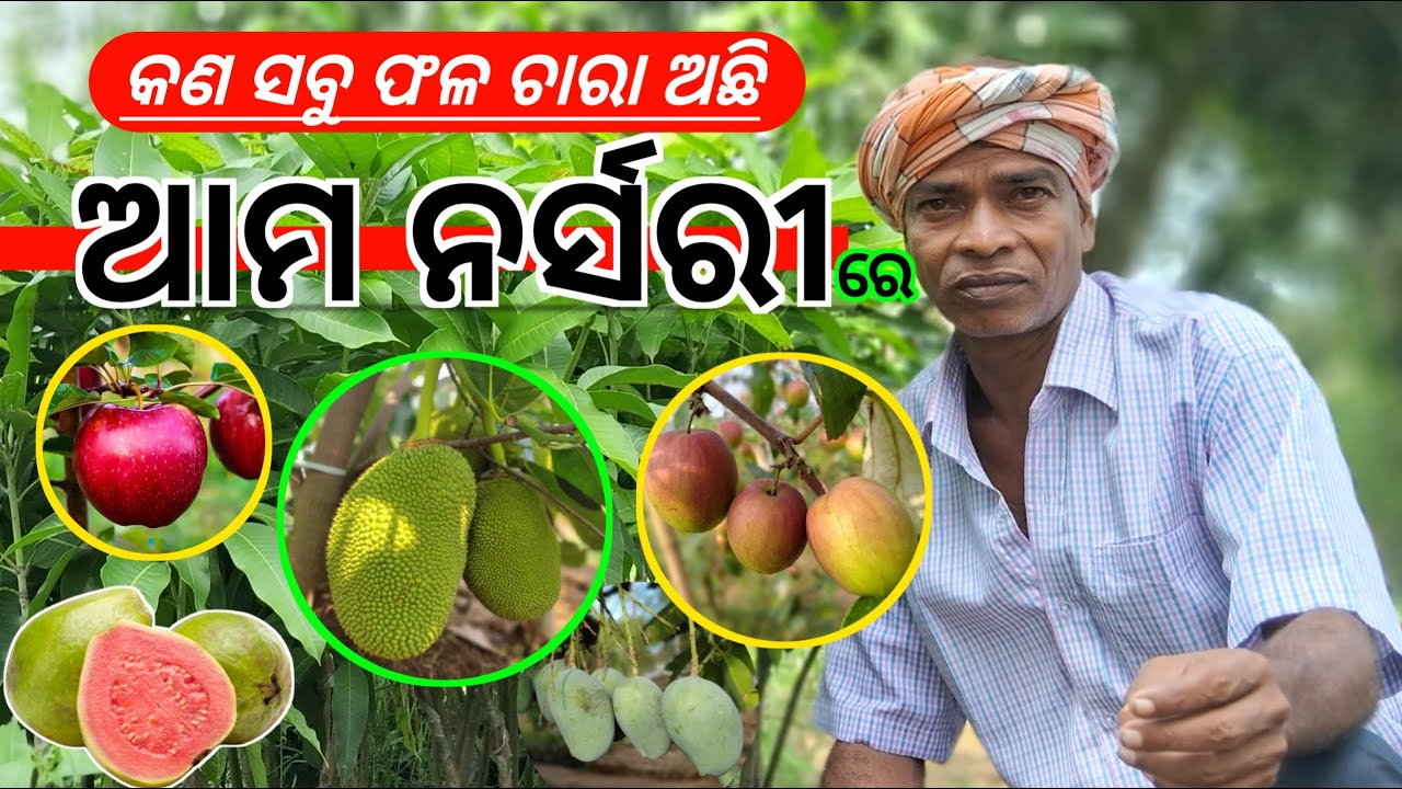 ଆମ ନର୍ସରୀ । Rabi Organic Farming & Nursery