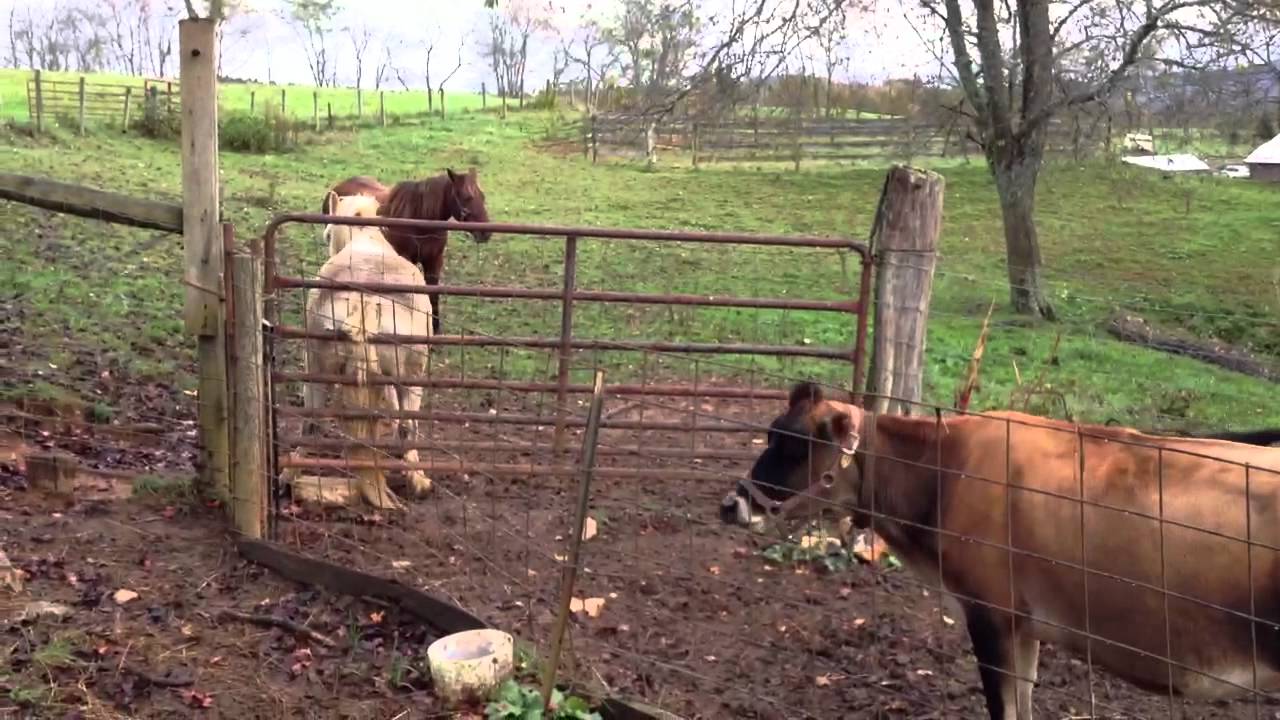 Inappropriate Horse YouTube Inappropriate Horse YouTube