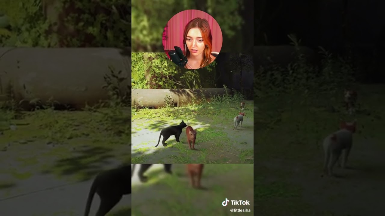 finding the meow button in Stray 😭 