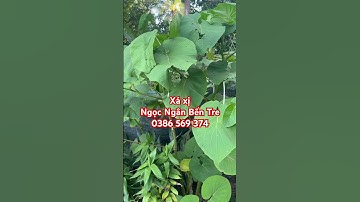 Cây Xá xị thân gỗ mềm | 0386569374 - Ngọc Ngân Bến Tre | Chuyên cây độc lạ