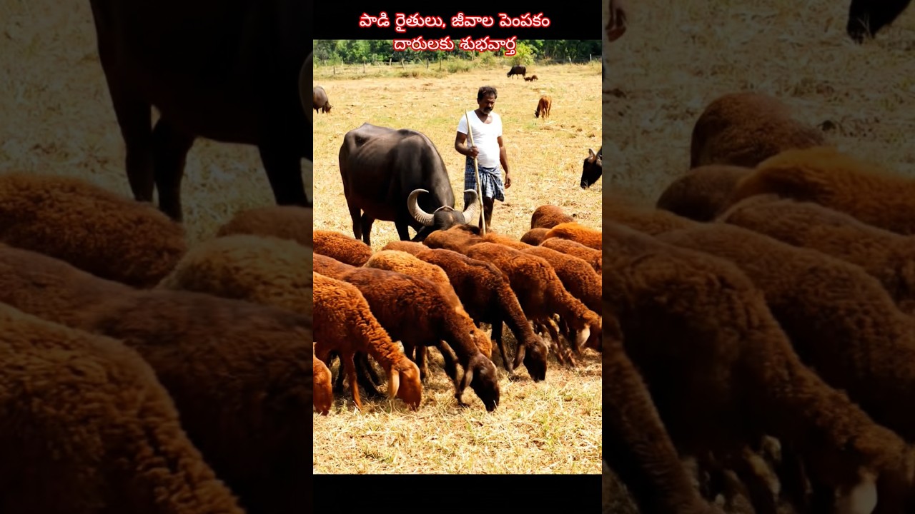 మీకు తెలుసా?పశువుకు 288 రూపాయలకే బీమా సౌకర్యం