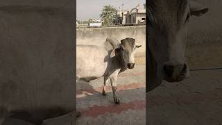 Cow Videos