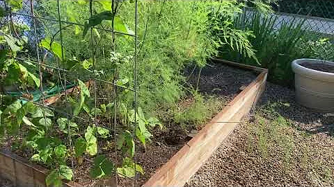 Garden Tour - July 19, 2020