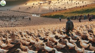 Russia's Largest Duck Farm - How To Raise Millions Of Ducks For Eggs And Meat? - Mass Duck Factory