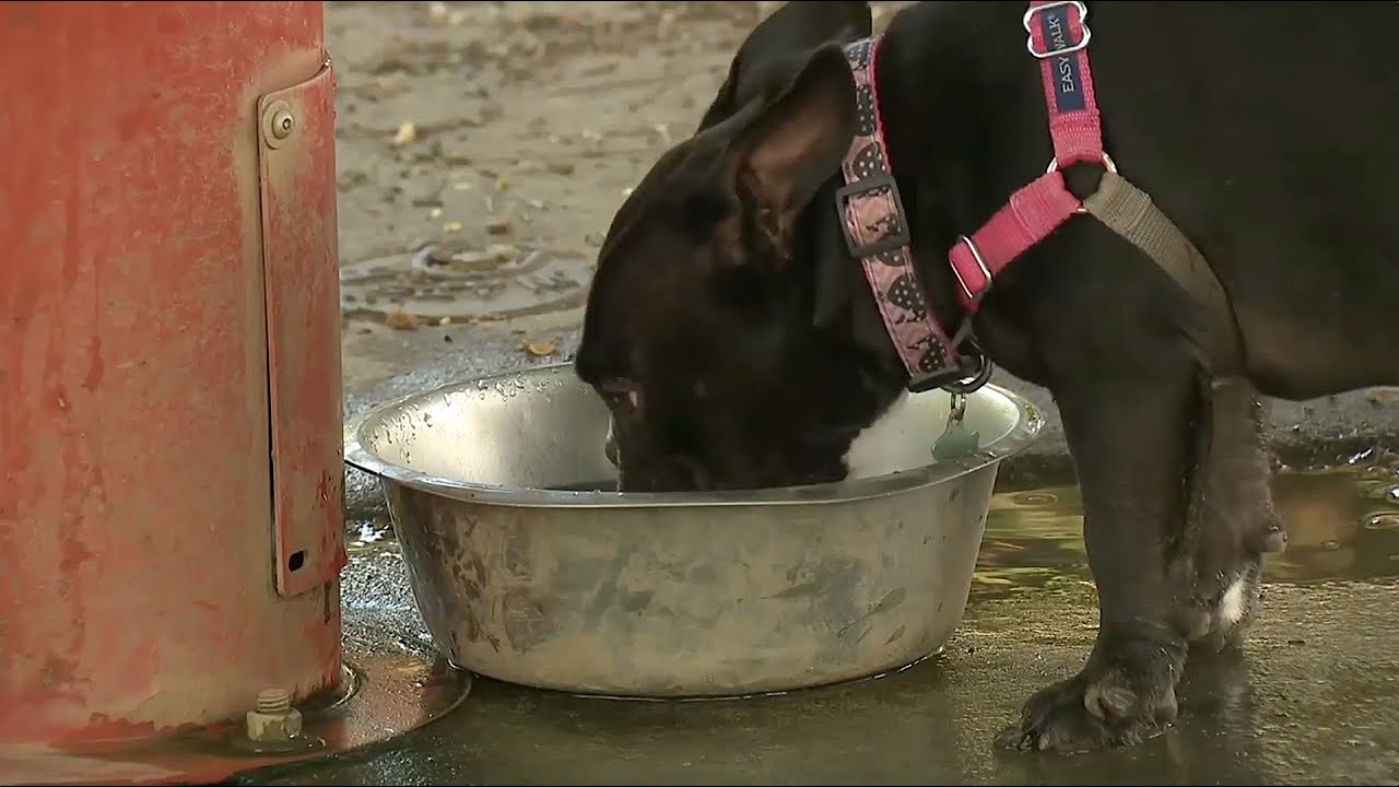 Sharing is Not Always Caring: Risks of Communal Water Bowls for Pets