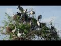 Bird Finding Shelter in Flooded Lands 0008