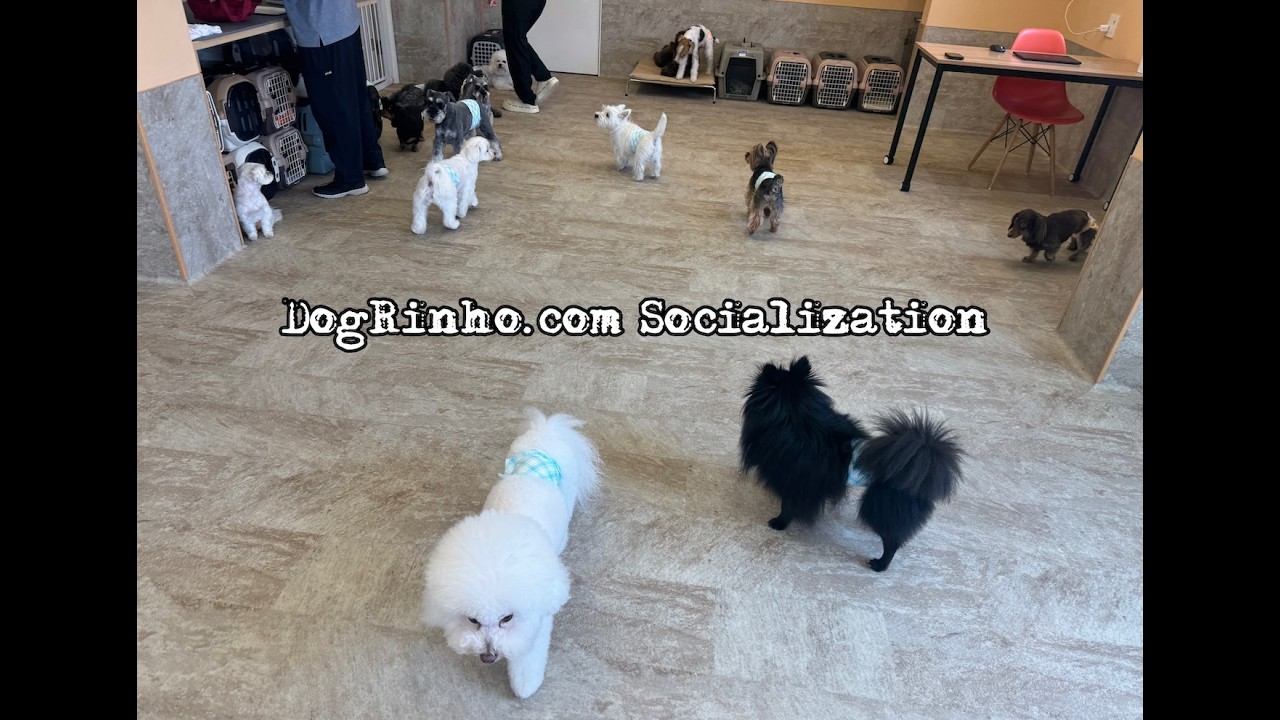 犬 Dog daycare in Japan DogRinho 犬の保育園 20260515 - YouTube