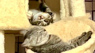 Funny Cats Video😹😹😹