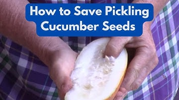 How to Save Pickling Cucumber Seeds