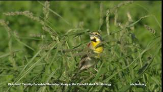 Dickcissel