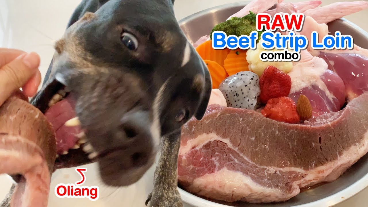 Oliang the Pit Bull solo eats Raw Strip Loin combo [ASMR] | BARF | MUKBANG 動物の咀嚼音 | 犬が生の肉を食べる | 4K