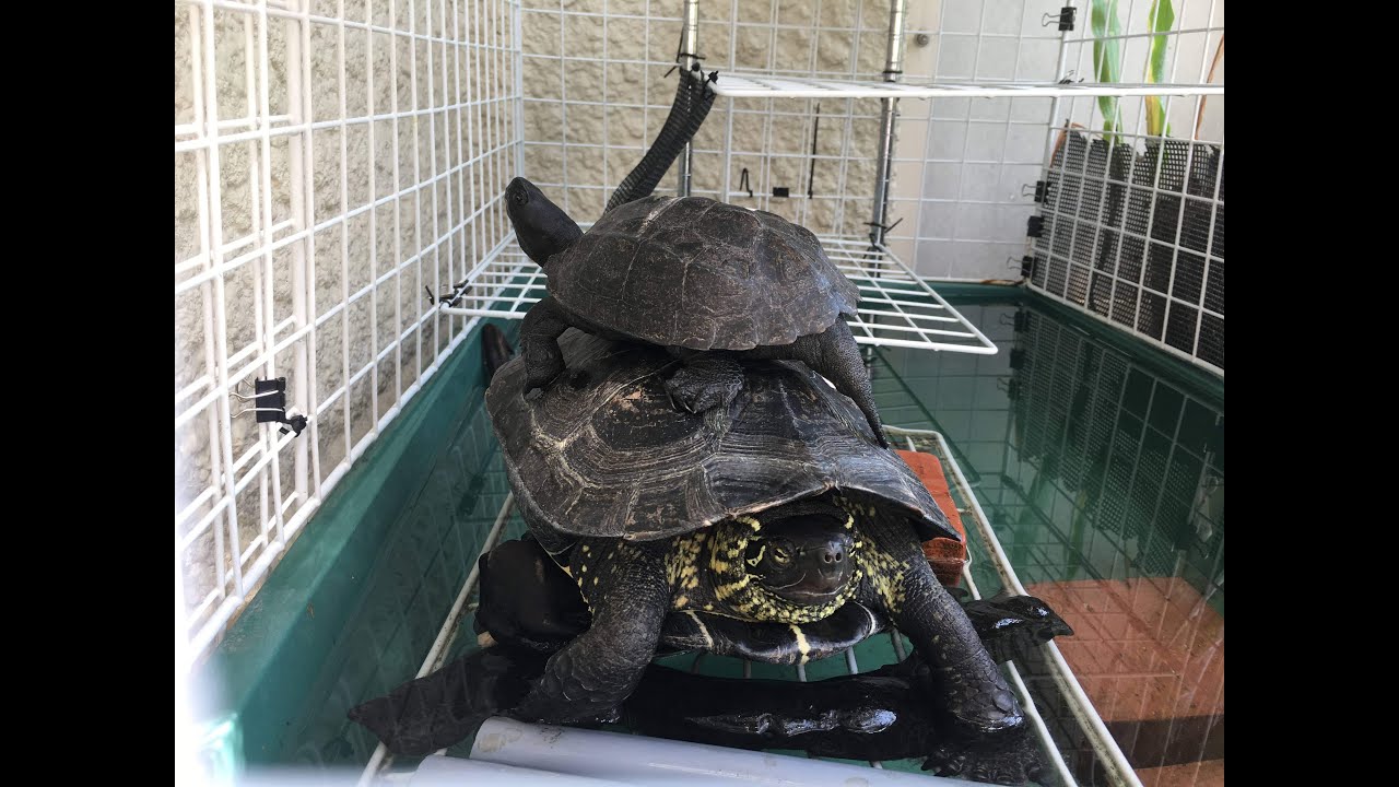 カメ小屋 監視カメラ Turtle Hut Surveillance Camera Youtube