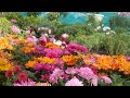 Mums || tiak || lei tur || tlem || a awm e || duh neih || 9612838007 ah | aw