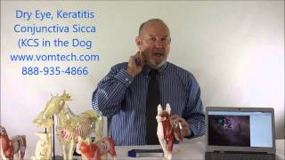 Information on Dry Eye, Keratitis Conjunctiva Sicca KCS in the Dog