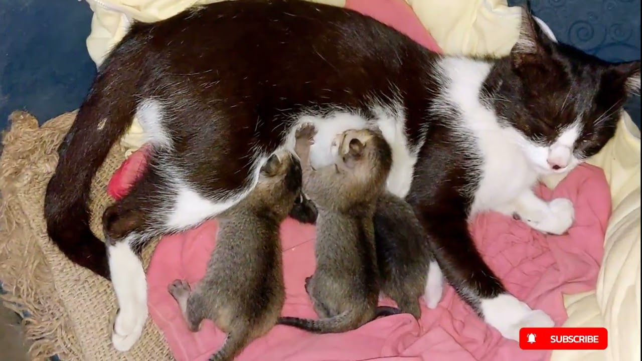 Cute baby kittens eating milk || Funny Cat Videos 2025 #catvideo #animals #funnyanimals #kitten 