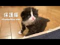 【救出】捨てられていた子猫を保護しました。【保護猫】[rescue cat]