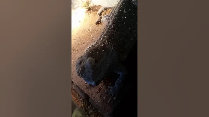 Bubba and Tinkerbell  (Bearded Dragon and Mini Cat)