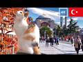 【作業用ネコ動画】イスタンブールの猫と環境音だけ3時間半