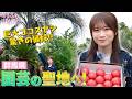 秋元真夏が群馬の園芸の聖地・花木流通センターへ!巨大ココスヤシはおいくら?群馬の誇る高糖度フルーツトマトも!