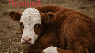 видео: Беда 🥲🥲 История спасения  Новорождённого ТЕЛЁНКА окончена 🥲 картинка: Беда 🥲🥲 История спасения  Новорождённого ТЕЛЁНКА окончена 🥲