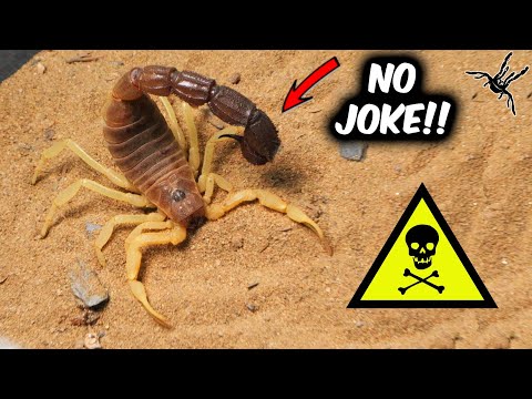 These Scorpions Are Truly Deadly!