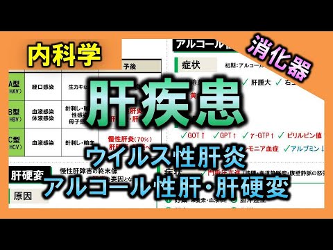 【消化器疾患④】肝疾患（ウイルス性肝炎・アルコール性肝炎・肝硬変）【理学療法士・作業療法士】