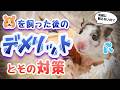 【気軽に飼えない】ハムスターを飼うデメリットと対応方法 5選【生活の変化】