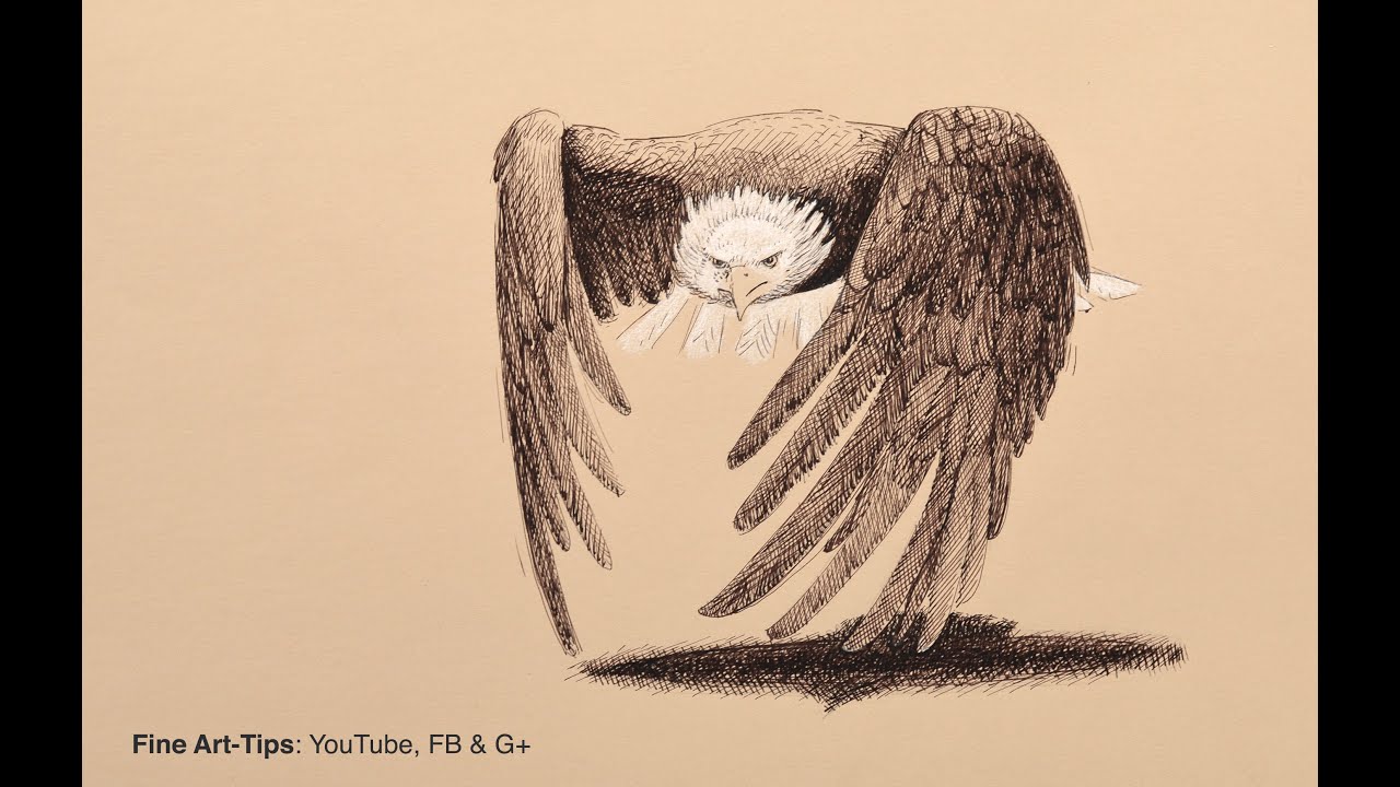 How to Draw a Bald Eagle With Fountain Pen