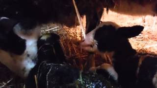 Lambs first baa