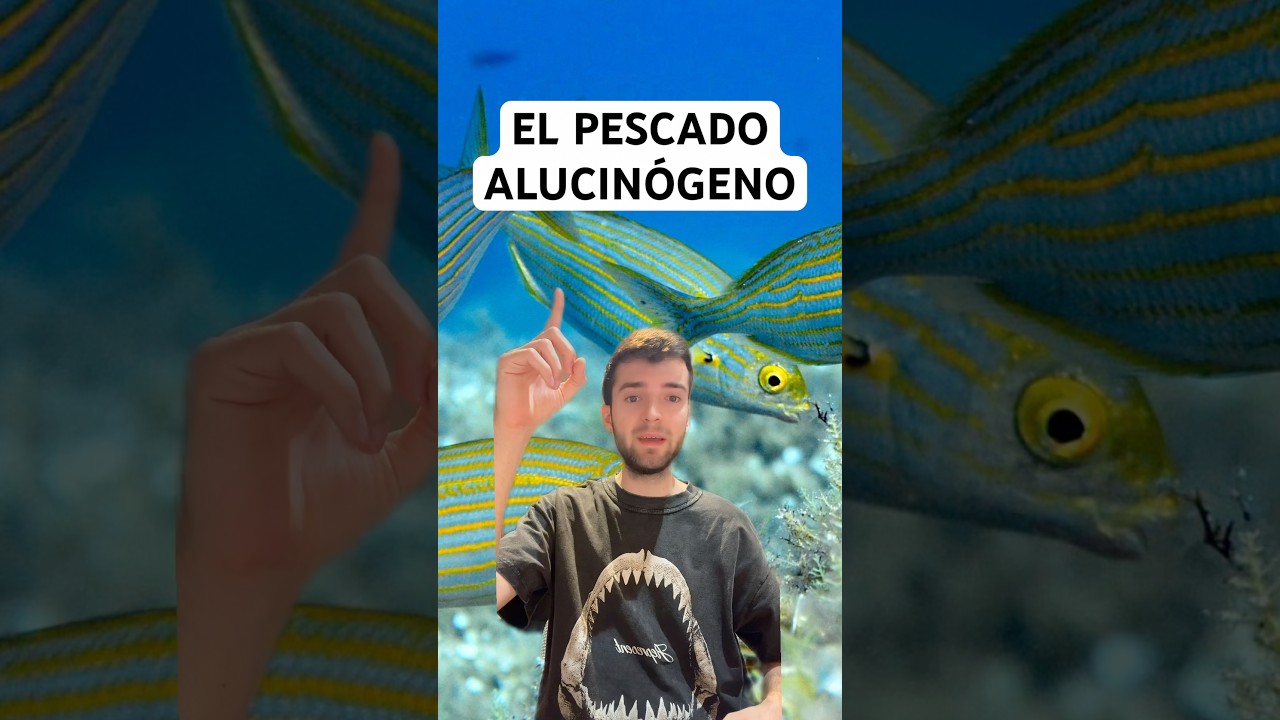 EL PESCADO ALUCINÓGENO 