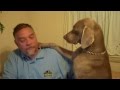 Don't Ignore a Weimaraner - Funny! の動画、YouTube動画。