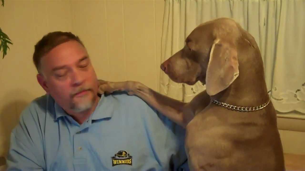 funny weimaraner