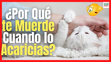 ¿Por qué mi gato me muerde pero quiere que le acaricie?