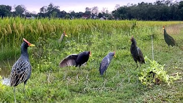 Unbelievable Bird Trap That Actually Works! | Traditional Bird Trap #The_Bird_Kingdom