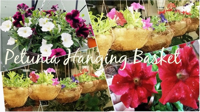 Growing Beautiful Petunias In Hanging 2024