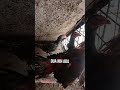 Coba Coba Cek Kekandang Ternak Kita Ayamberkualitas Ayam Ayambangkok Coba Coba Cek Kekandang Ternak Kita Ayamberkualitas Ayam Ayambangkok