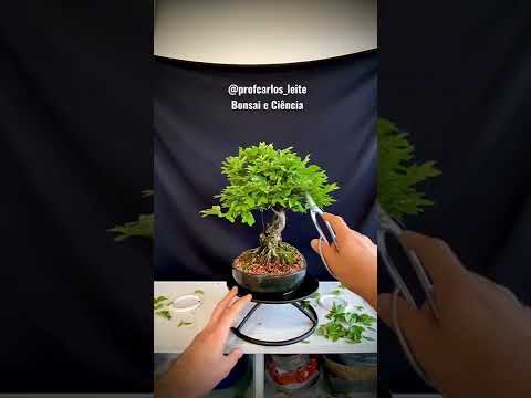 Vídeo: Você pode podar uma serrula de prunus?