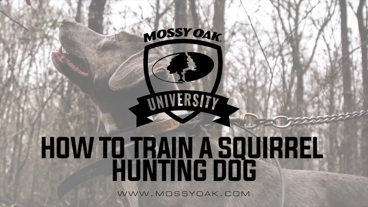 How To Train A Squirrel Hunting Dog