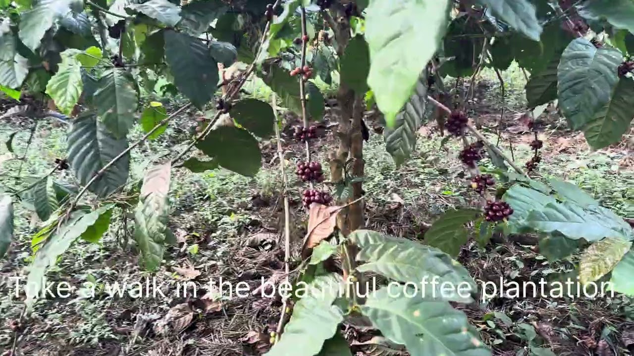 Take a walk in the coffee plantation