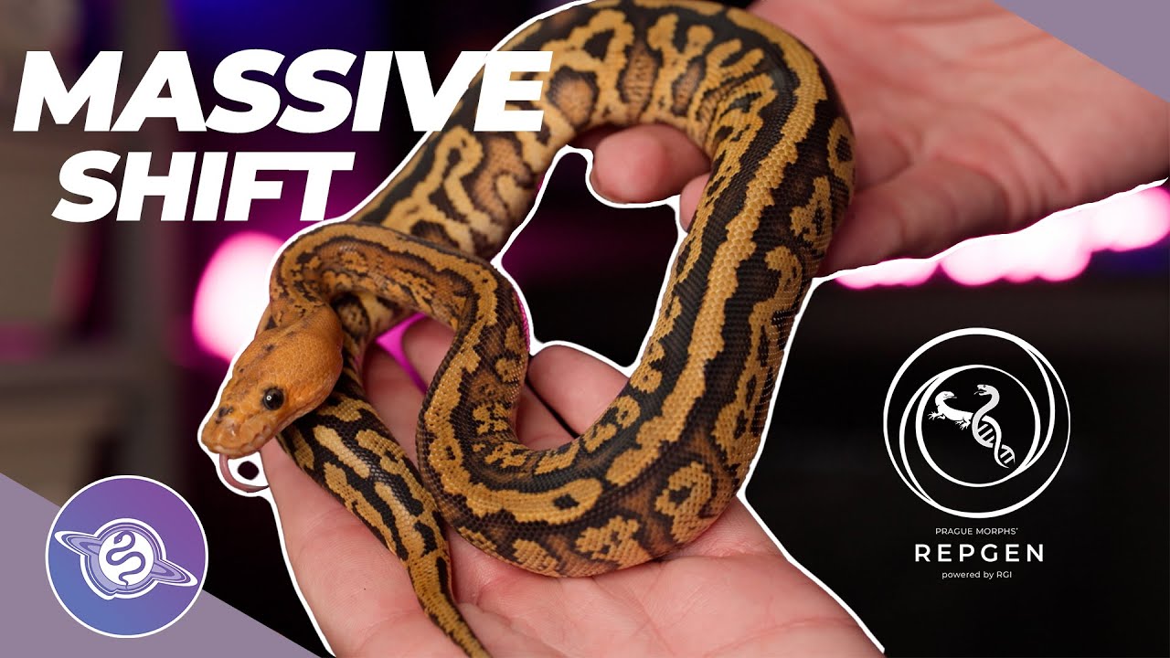 RGI расширяет свою деятельность ЗА ПРЕДЕЛЫ ЕС?! | #шаровидныйпитон #змея #рептилии