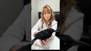 Grackle That Fell From The Sky