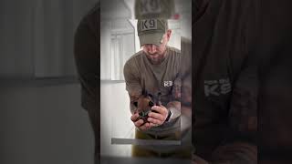 military dog training#shorts #dogs #malinois #malinoismonday #k9 #traning #pets #gsd military dog training#shorts #dogs #malinois #malinoismonday #k9 #traning #pets #gsd