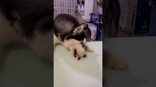 Eating With Snow & Winter