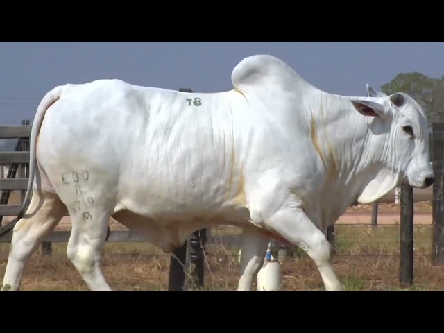 45º Mega Leilão Anual Carpa | TOUROS LOTE 18 - 5719