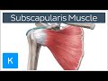 Subscapularis Muscle - Origin, Insertion, Innervation & Action - Human Anatomy | Kenhub