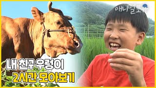 [풀버전] 사람 나이 90세 소와 11세 소년의 동화 같은 우정 | 내 친구 우렁이 | KBS 인간극장 2010 방송