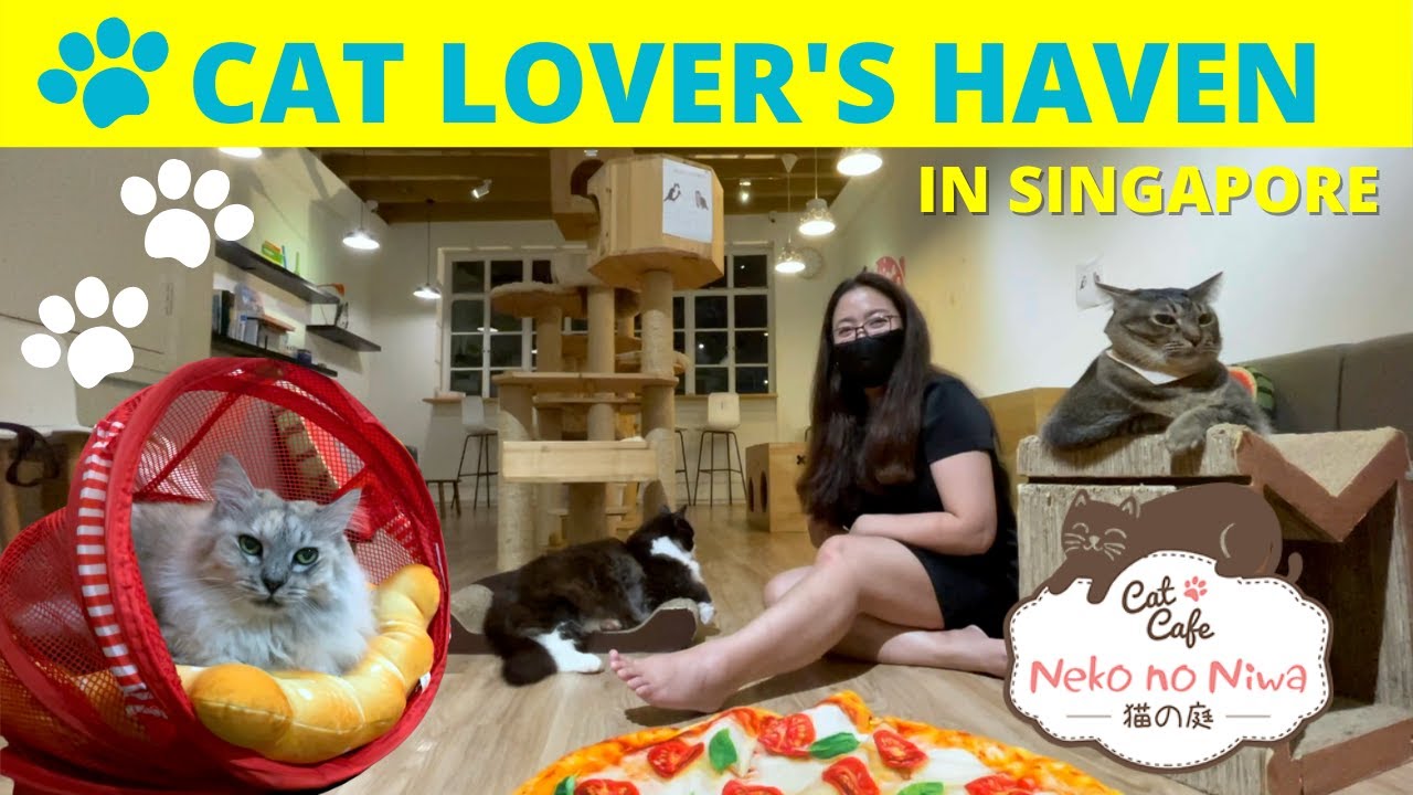 Cat Cafe Neko no Niwa Singapore Cat Cafe Singapore YouTube